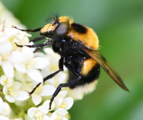Volucella bombylans